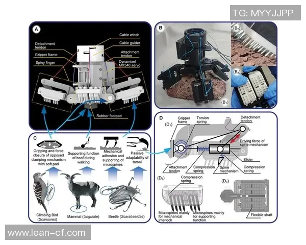 科学攀岩实力提升的系统训练方法与技巧分享